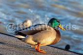 quack Image