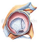 Acetabular Image