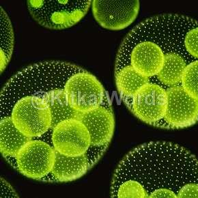 Algae Image