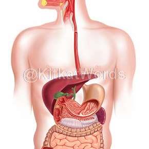 Appendix Image
