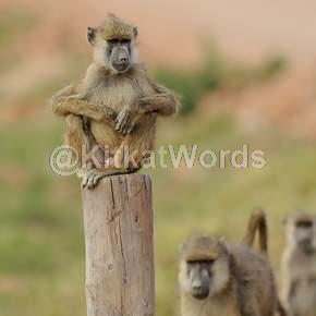 Baboon Image