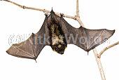 Bat Image