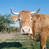 Cattle Image