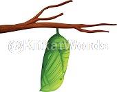 Chrysalis Image