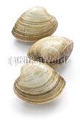 Clam Image