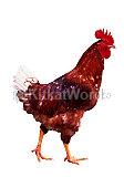Cock Image