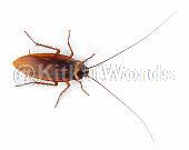 Cockroach Image