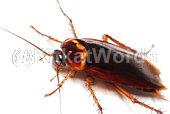 Cockroach Image