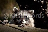 Coon Image
