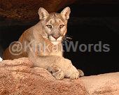 Cougar Image