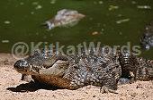 Crocodile Image