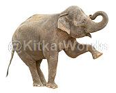 Elephant Image