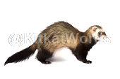 Ferret Image