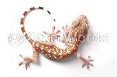 Gecko Image
