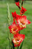 Gladiolus Image