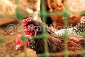 Hen Image