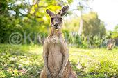 Kangaroo Image