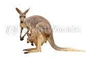 Kangaroo Image