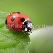 Ladybird Image