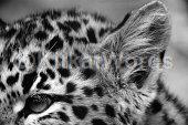 Leopard Image