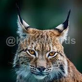 Lynx Image