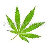 Marijuana Image