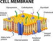 Membrane Image