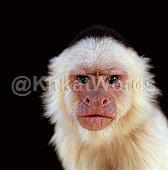 Monkey Image