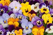 Pansy Image