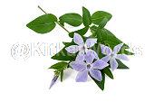 Periwinkle Image