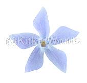 Periwinkle Image