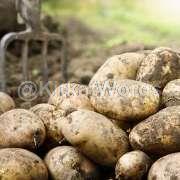 Potato Image