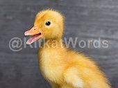 Quack Image