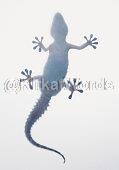 Salamander Image