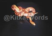 Serpent Image
