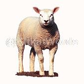 Sheep Image