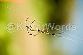 Spider Image