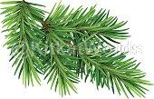 Spruce Image