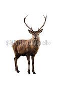 Stag Image