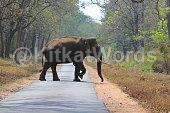 Tusker Image