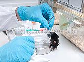 Vivisection Image