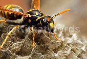 Wasp Image