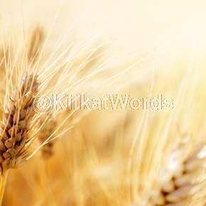Wheat Image