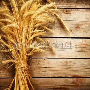 Wheat Image