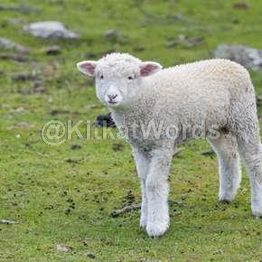 Woolly Image