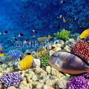 aquarium Image