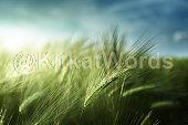 barley Image