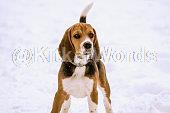 beagle Image