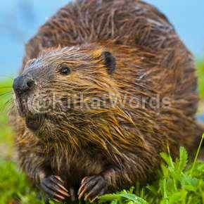 beaver Image