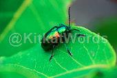 beetle Image